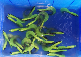 WATER COOLED FOR BAIT SHAPE